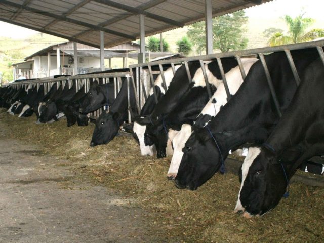 Produtor de leite teve prejuízo todo este ano, diz presidente da Gadolando