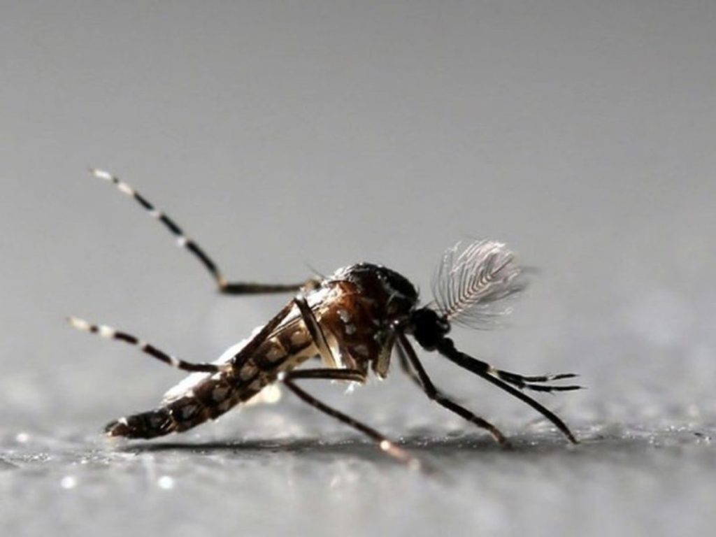 Jacuizinho tem dois focos positivos de Aedes aegypti