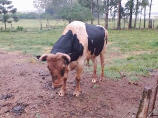 Agricultor sair para tocar o gado em Quinze de Novembro e é encontrado sem vida
