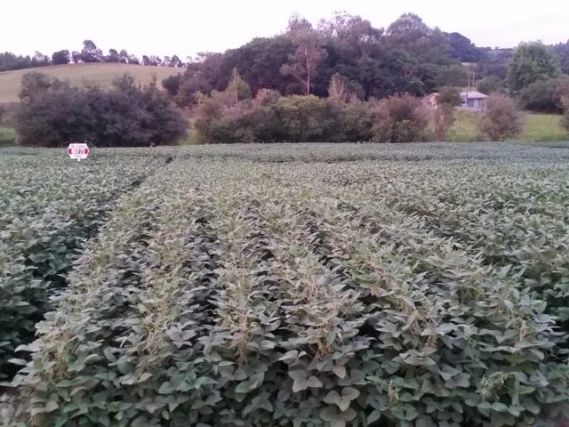 Cotriel realiza tarde de campo em Arroio do Tigre, nesta quinta-feira, na propriedade de Pedro Luiz Bernardy