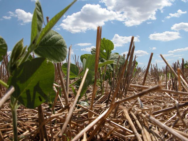 Produção de soja no Rio Grande do Sul pode ter prejuízo de 14 bilhões de reais pela seca