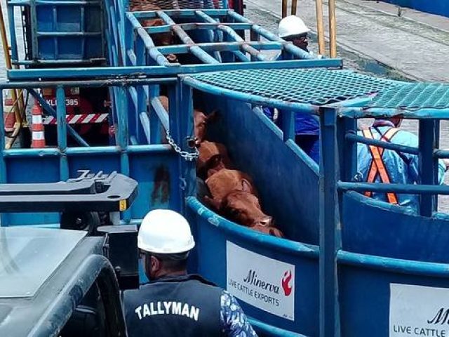 Projeto de lei quer proibir exportação de gado vivo do Brasil
