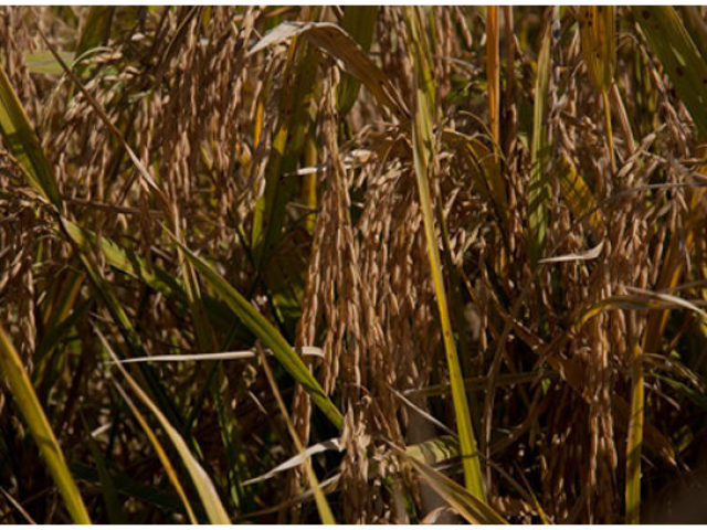 Levantamento da Farsul indica perdas no arroz