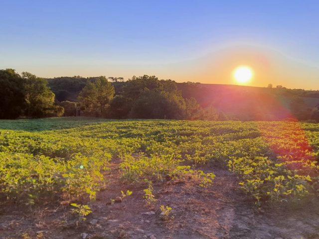Sol predomina no RS nesta quarta-feira