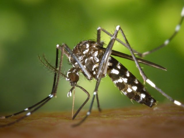 Lagoa Bonita registra 1º caso de dengue