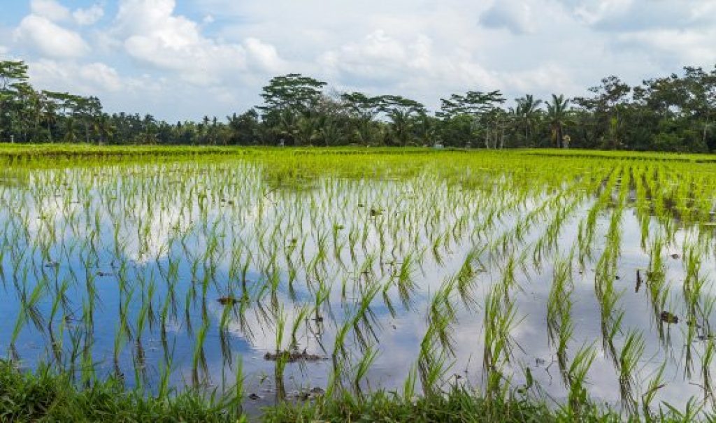 Fazendeiro que plantou arroz em área de preservação permanente no RS terá que pagar multa de R$ 3,5 milhões