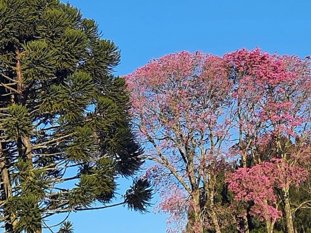 Terça de sol, com manhã gelada e temperaturas mais amenas à tarde