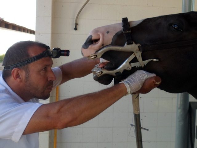 Veterinário explica que equinos também precisam de acompanhamento odontológico