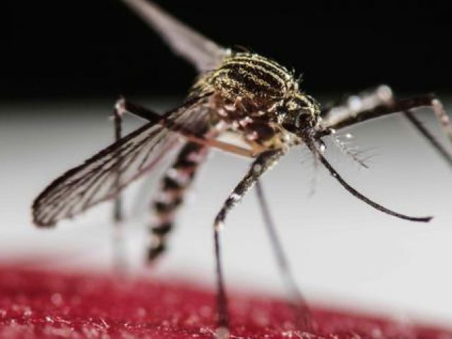 Estrela Velha tem comitê de combate ao Aedes aegypti