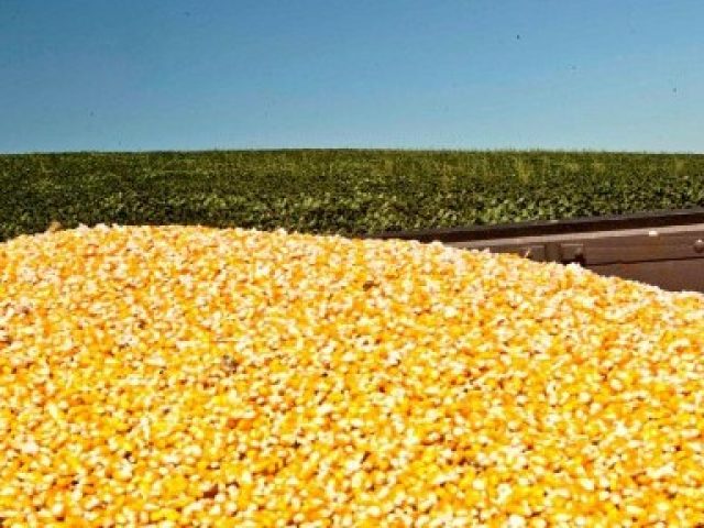 CONAB amplia limite de compra de milho para criadores
