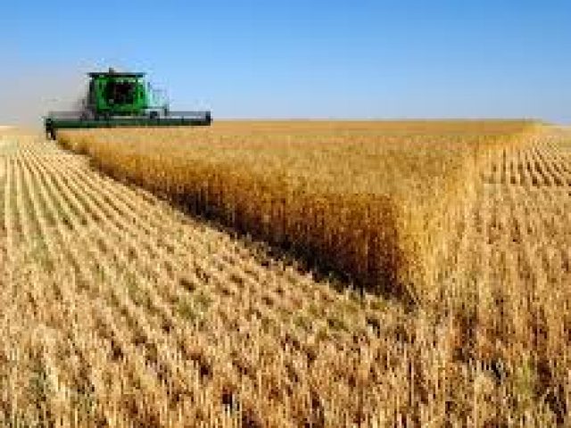 Analista destaca excedentes de trigo e cotações futuras